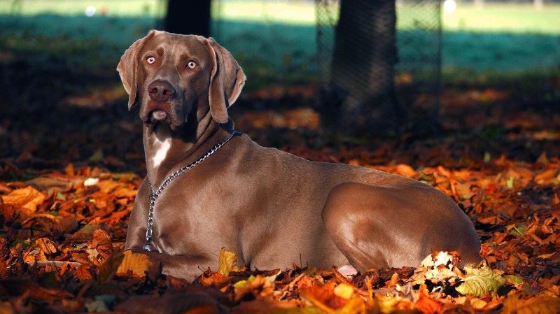 Winterberg met hond tips voor hotels, restaurants en wandelroutes