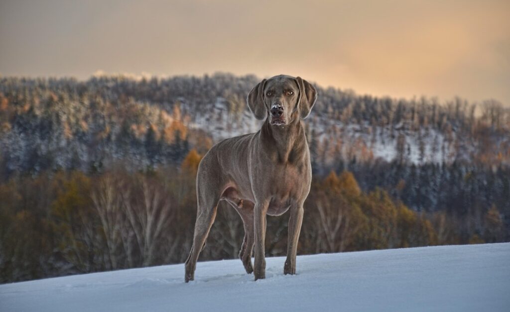 Winterberg met hond tips voor een weekend weg